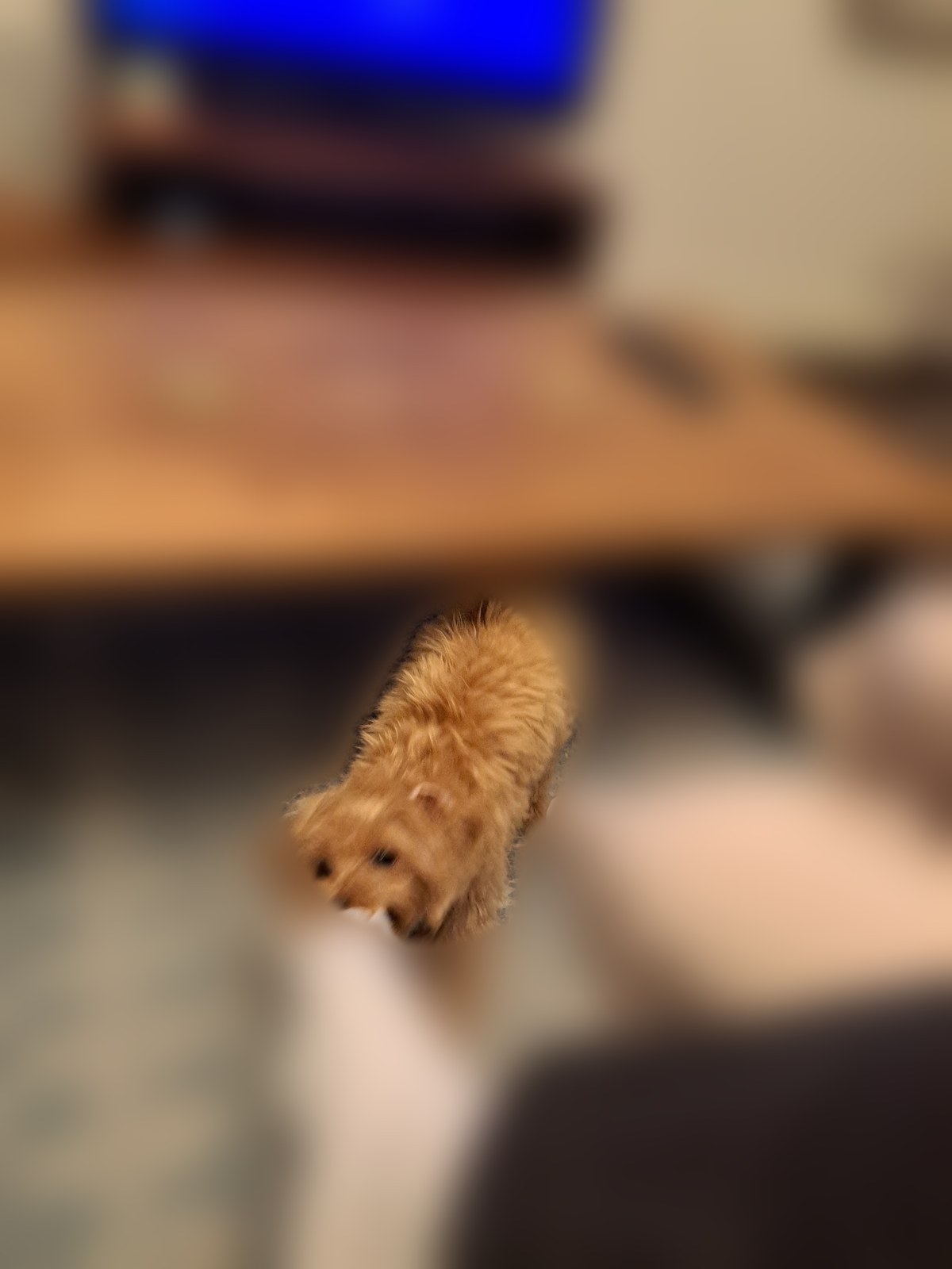 ローテーブルのそばで、足元の靴下にじゃれつくこぐま
