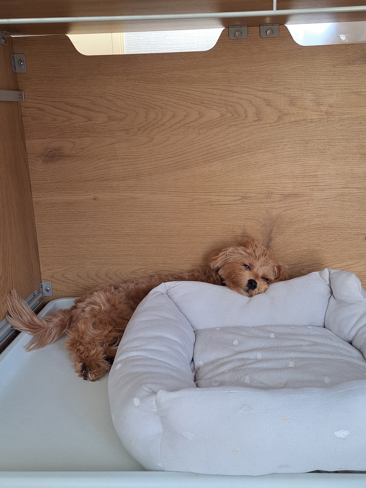 木の壁に囲まれた寝床で、ベッドのふちにあごをのせて眠るこぐま