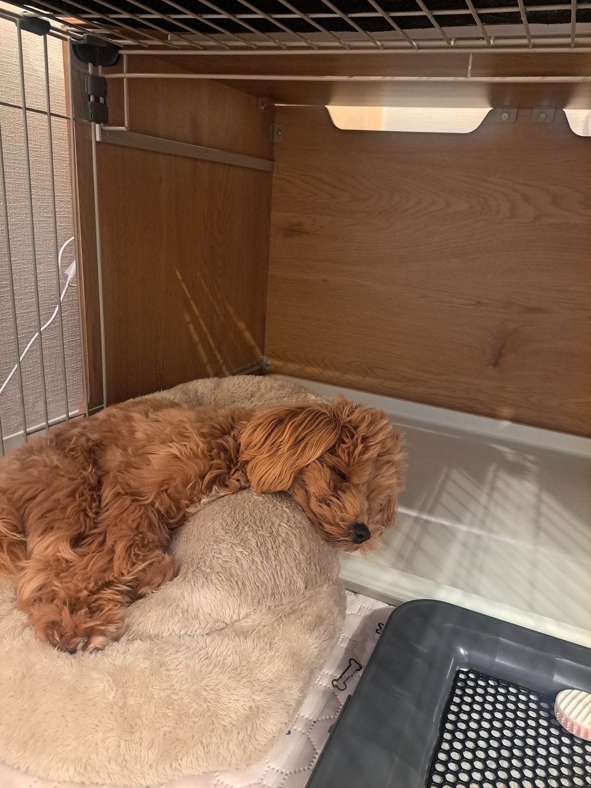 目を閉じて、ぐっすり眠るこぐま