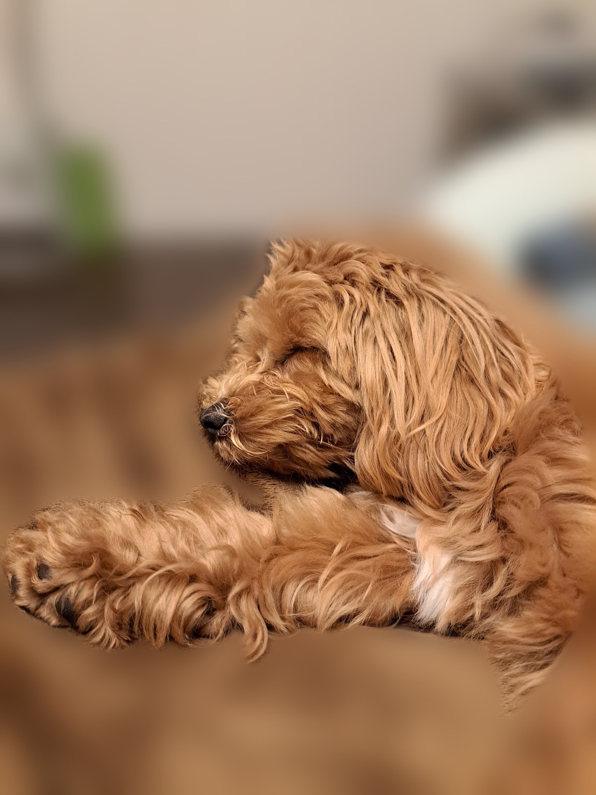 ブランケットにあごをのせて眠るこぐま