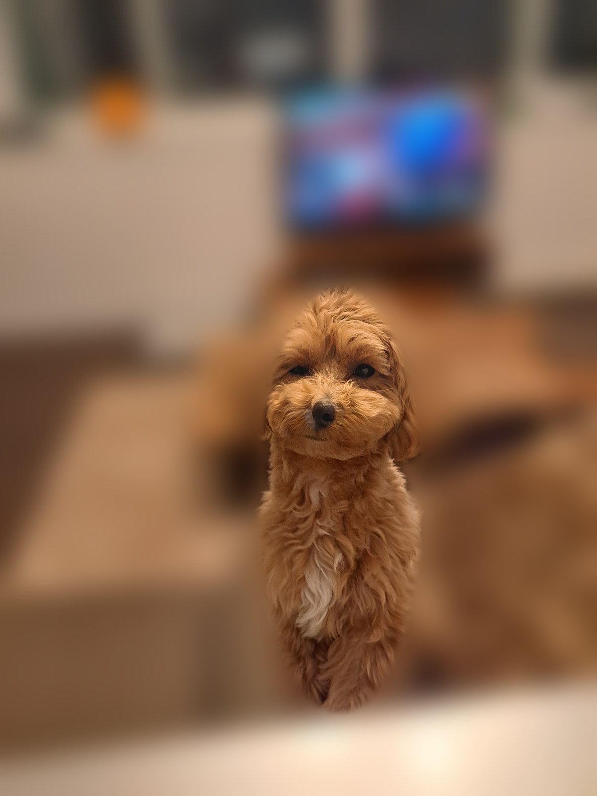 テレビの前のソファで、ちょこんとおすわりしてこちらを見るこぐま
