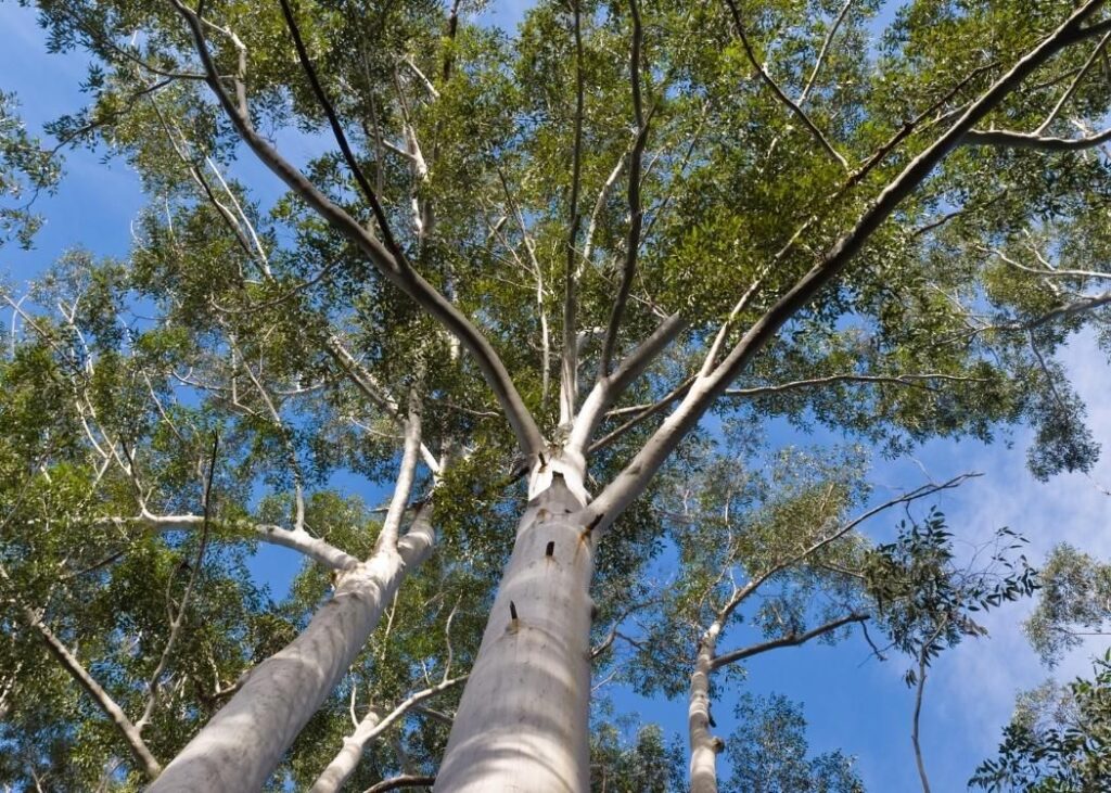 便秘改善に効く酪酸を増やす2つの成分「酪酸菌」と「グアーガム分解物」