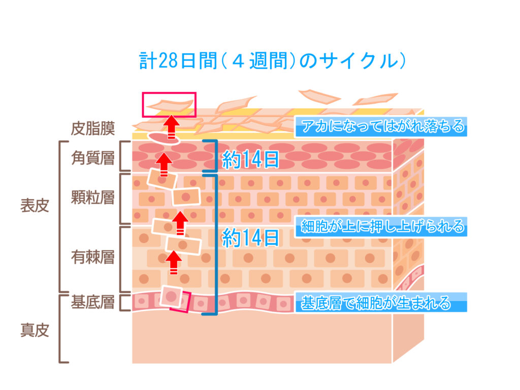 40代・50代男性にすすめたい美容医療による顔のシミ取り「ピコトーニング」