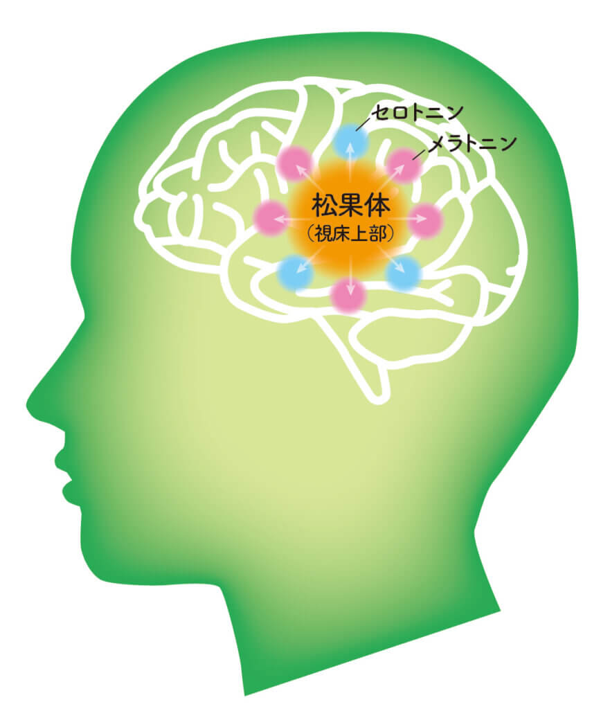 メラトニンを増やし睡眠改善。植物由来成分"ラフマ"配合の"睡眠サプリ"3選