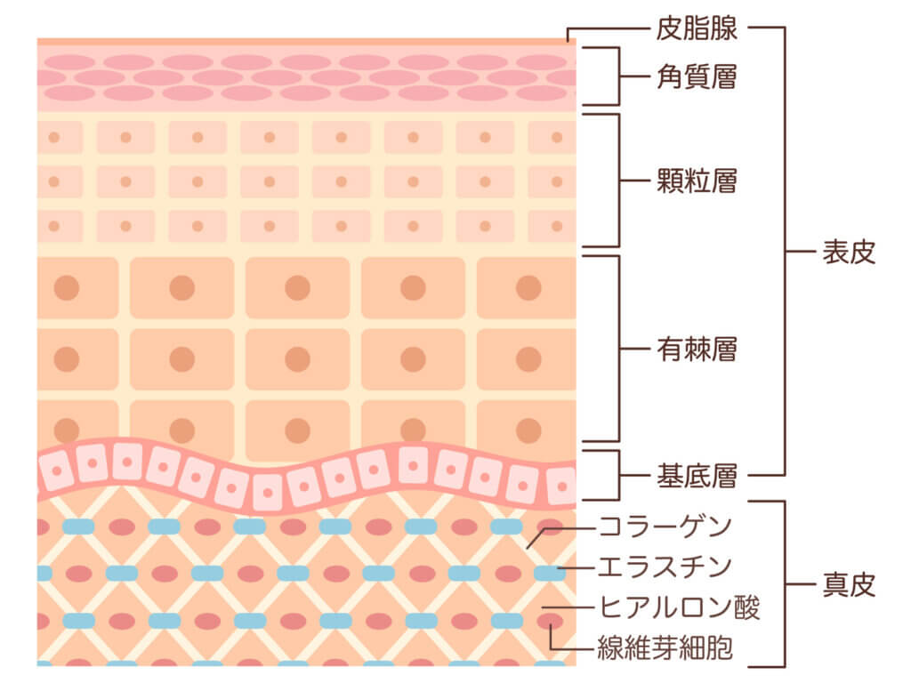 メンズエイジングケアにすすめる「ビタミンC誘導体」とおすすめ製品4選