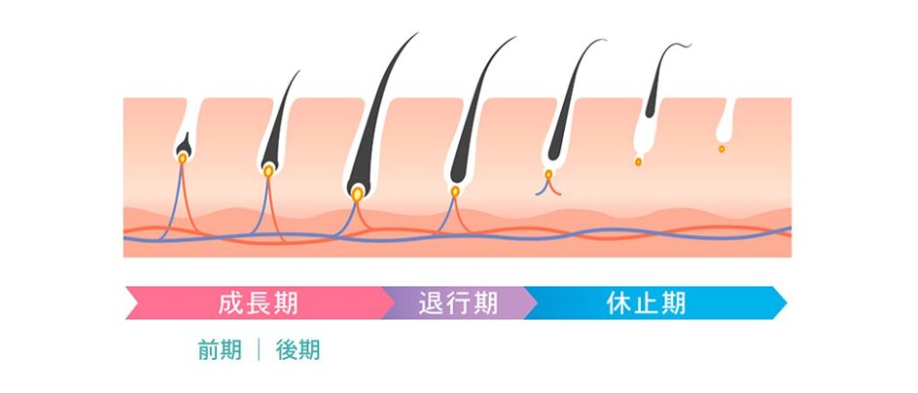 メンズ脱毛のリアル。全身脱毛歴1年の私が脱毛効果や感想を話します