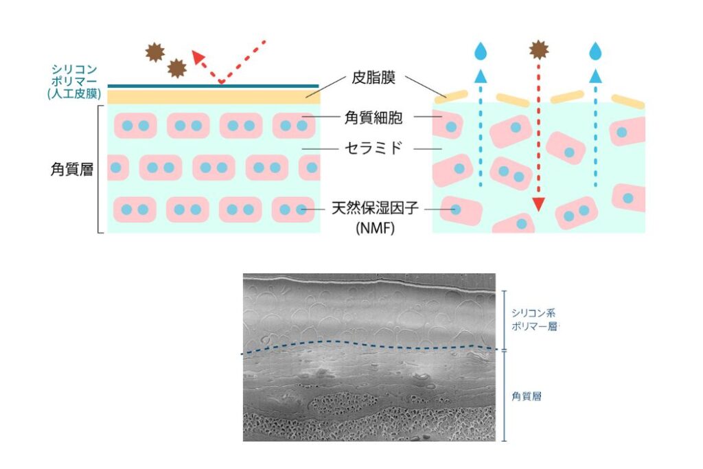 シリコン系ポリマー&異性化糖で長時間保湿を叶える皮膜形成保湿クリーム