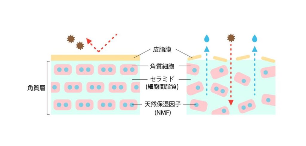 乾燥肌に。3種のヒト型セラミドと14種のNMF(天然保湿因子)配合の保湿化粧水