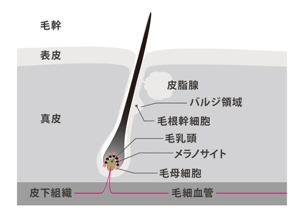 価格重視の方に。3万円台で買える世界売上No.1 IPL光美容器