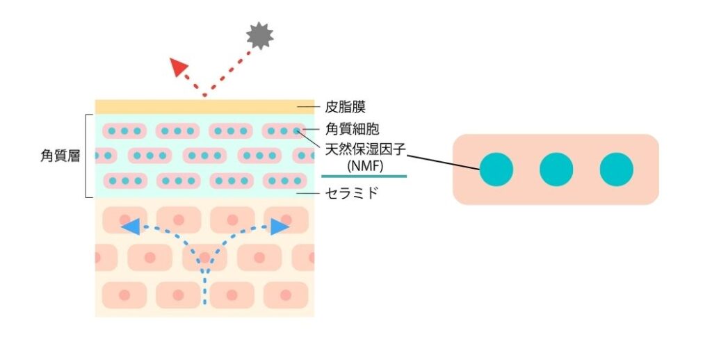 シリコンポリマー&異性化糖で長時間保湿を叶える皮膜形成保湿クリーム